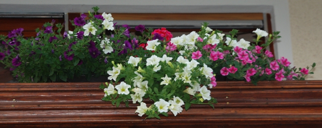 Balkonblumen