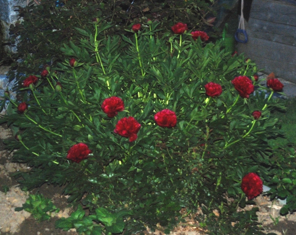 20. Mai