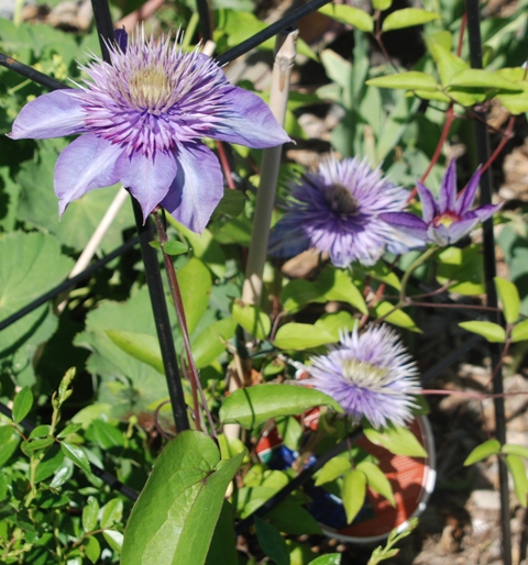 Clematis