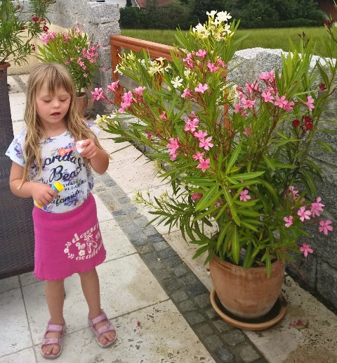 Oleander
