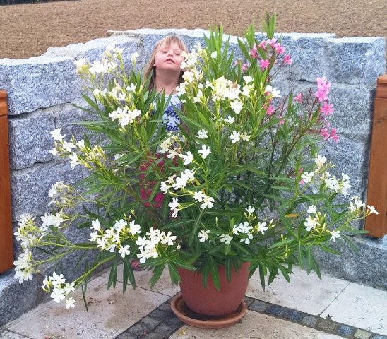 Oleander