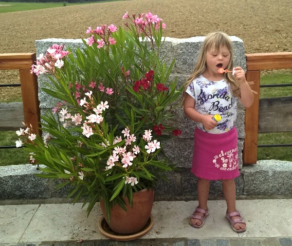 Oleander
