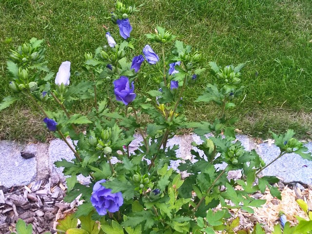 blaue Hibiskus Stauden