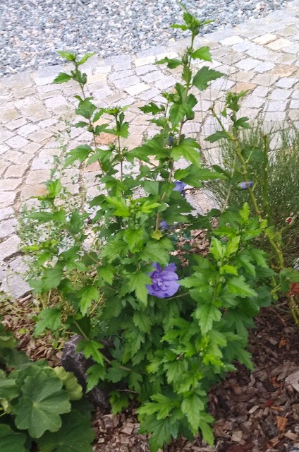 blaue Hibiskus Stauden