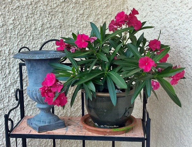 Oleander