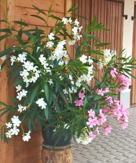 Oleander