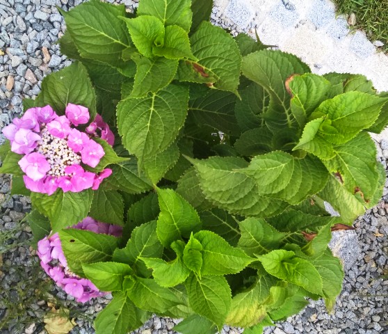 Blumeninsel