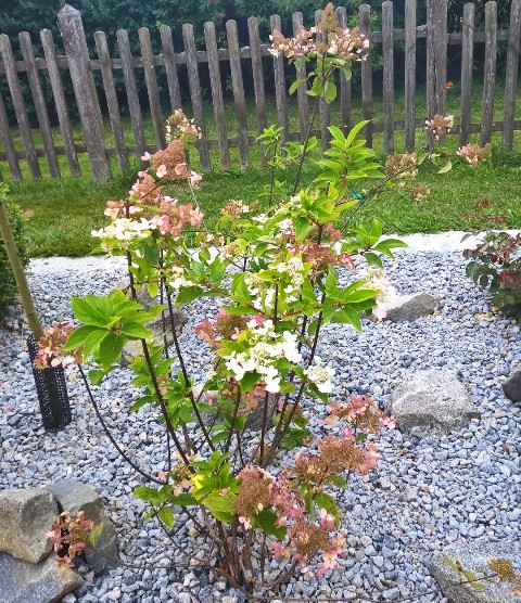Blumeninsel