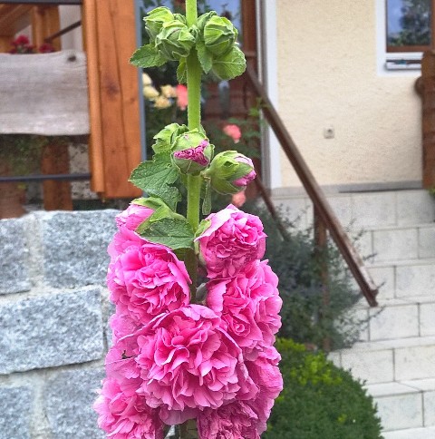 gefüllte Stockrose