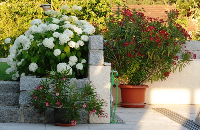 Mein schöner Oleander