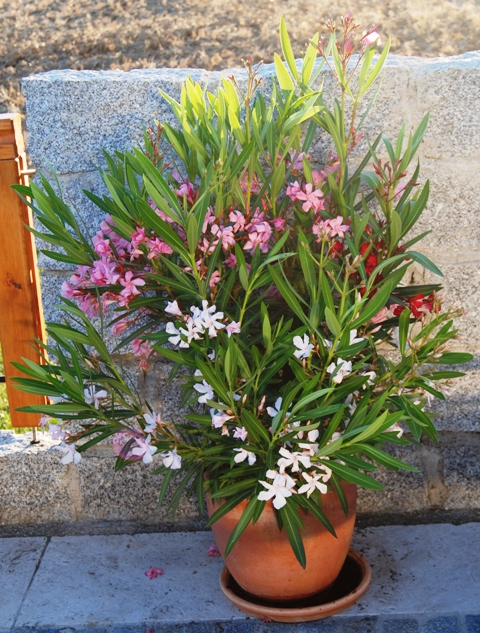 Mein schöner Oleander