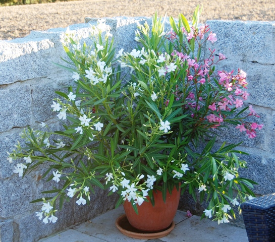 Mein schöner Oleander