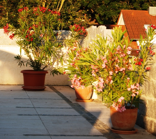 Mein schöner Oleander