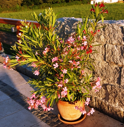 Mein schöner Oleander