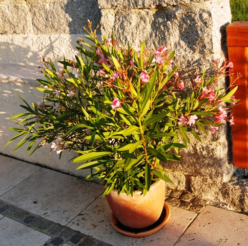 Mein schöner Oleander