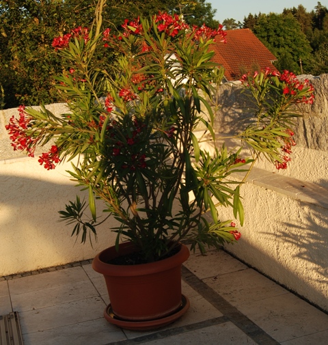 Mein schöner Oleander