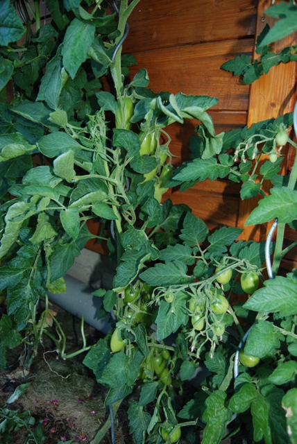 Tomaten mit viel Früchten