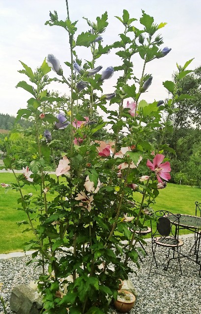 Hibiskus Hochstämmchen
