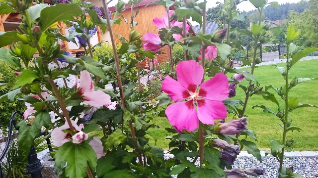 Hibiskus Hochstämmchen