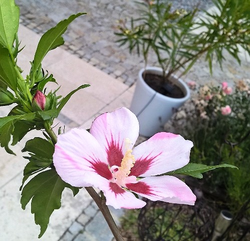 Hibiskus Hochstämmchen