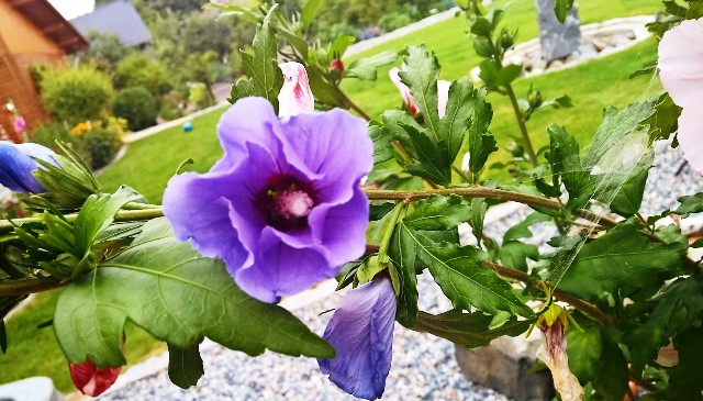 Hibiskus Hochstämmchen
