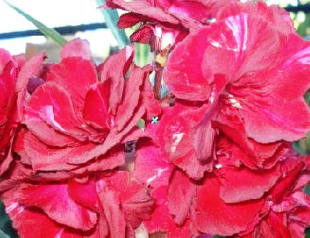 Rubis