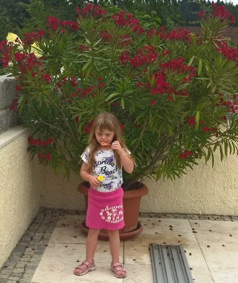 Oleander