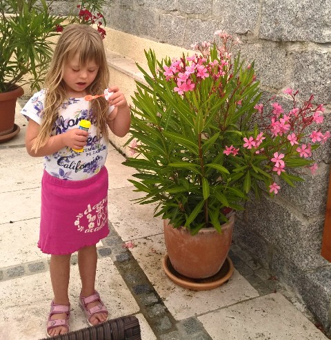 Oleander