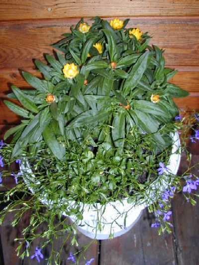Schale mit Strohblumen