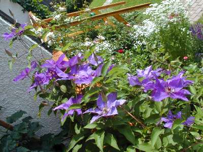 Meine schöne Clematis