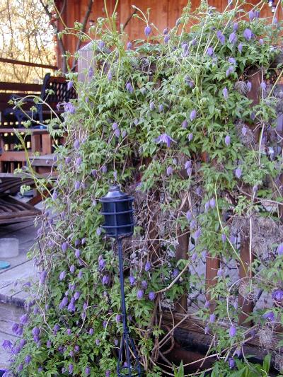 Meine große Clematis