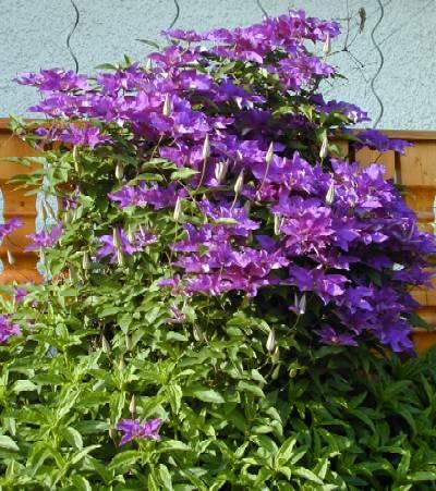 Meine schöne Clematis in Großaufnahme