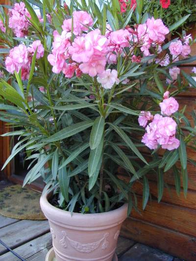 Einer meiner beiden heißgeliebten Oleander.