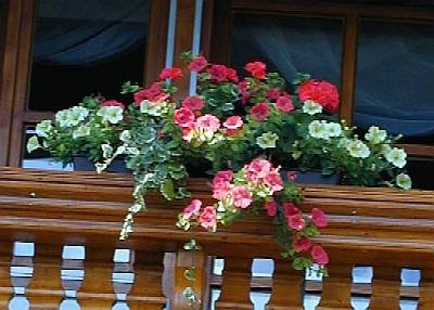 Meine diesjährigen Balkonblumen.