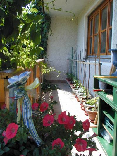 Der untere Balkon mit meinen Paprikapflanzen.