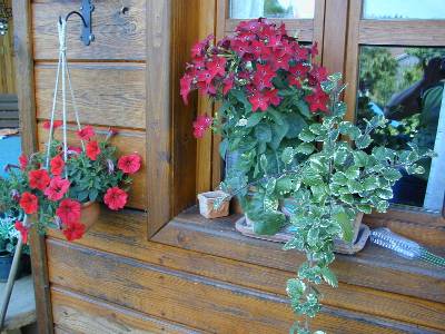 Andere Blumendeko am Gartenhaus.