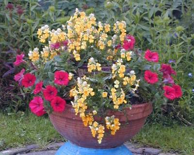 Meine hochgebaute Schale im Garten.