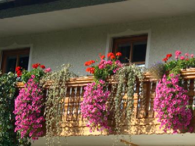 Meine Balkonblumen