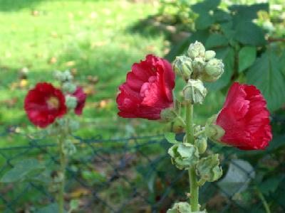 Stockrose