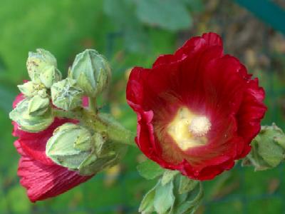 Stockrose