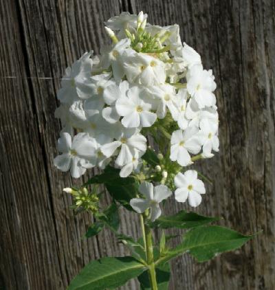 Phlox