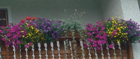 Mein Balkon im Juli