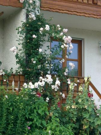 meine zartrosa Kletterrose