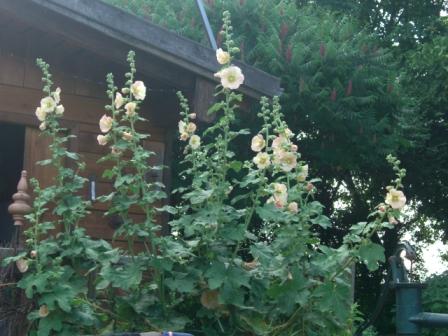 Hier meine riesen Stockrose in apricot