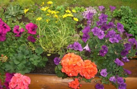 meine Balkonblumen