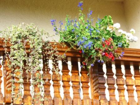 Meine Balkonblumen