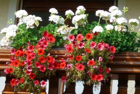 Meine Balkonblumen