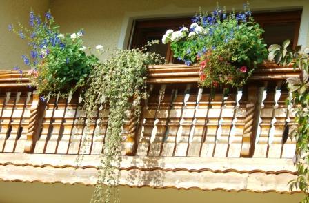 Meine Balkonblumen