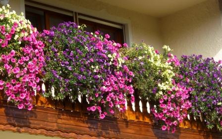 Meine Balkonblumen