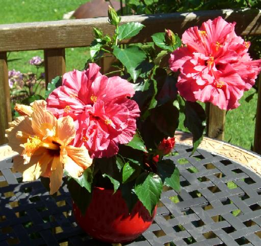 mit 3 offenen Bl&uuml;ten